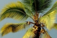 camerun-13