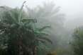 Camerun