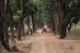 Guinea Bissau